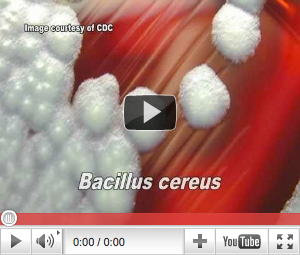 Bacillus Cereus Video